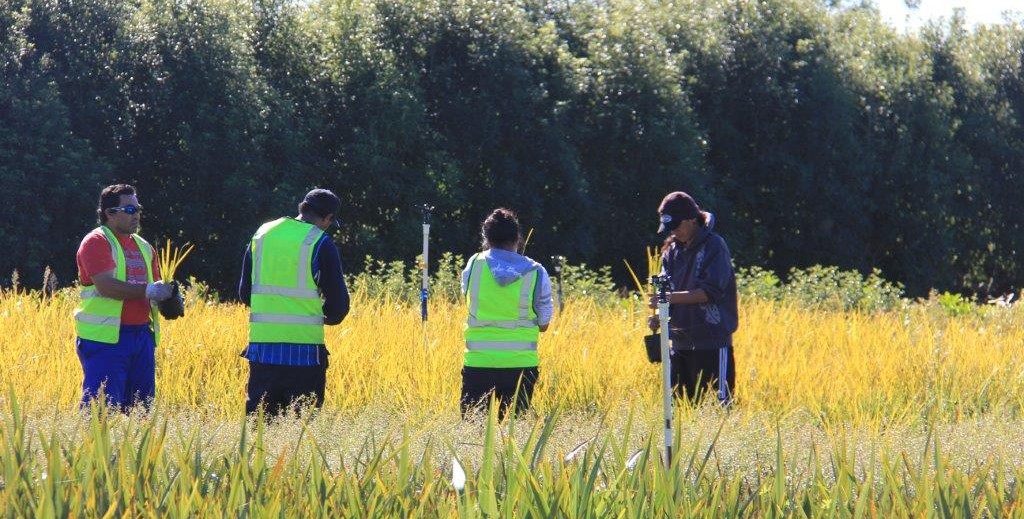 These are people working in the field at Te Whangai Trust.