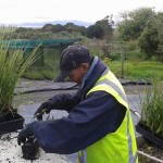 A trainee checks the quality of all plants being dispatched for an order. This builds accountability and a sense of pride in outcomes. Te Whangai focuses on capacity building to create future opportunities.