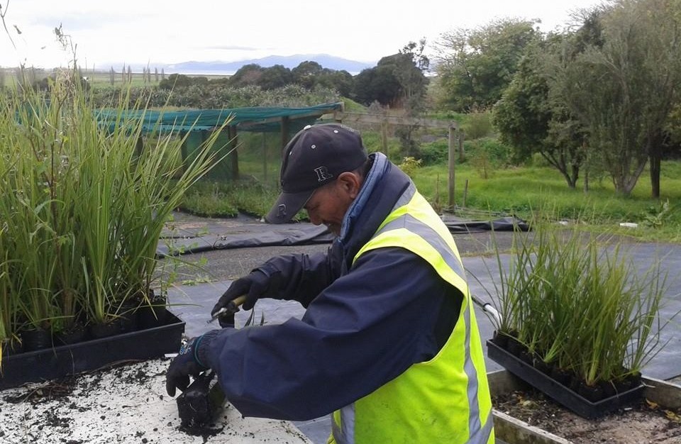 A trainee checks the quality of all plants being dispatched for an order. This builds accountability and a sense of pride in outcomes. Te Whangai focuses on capacity building to create future opportunities.