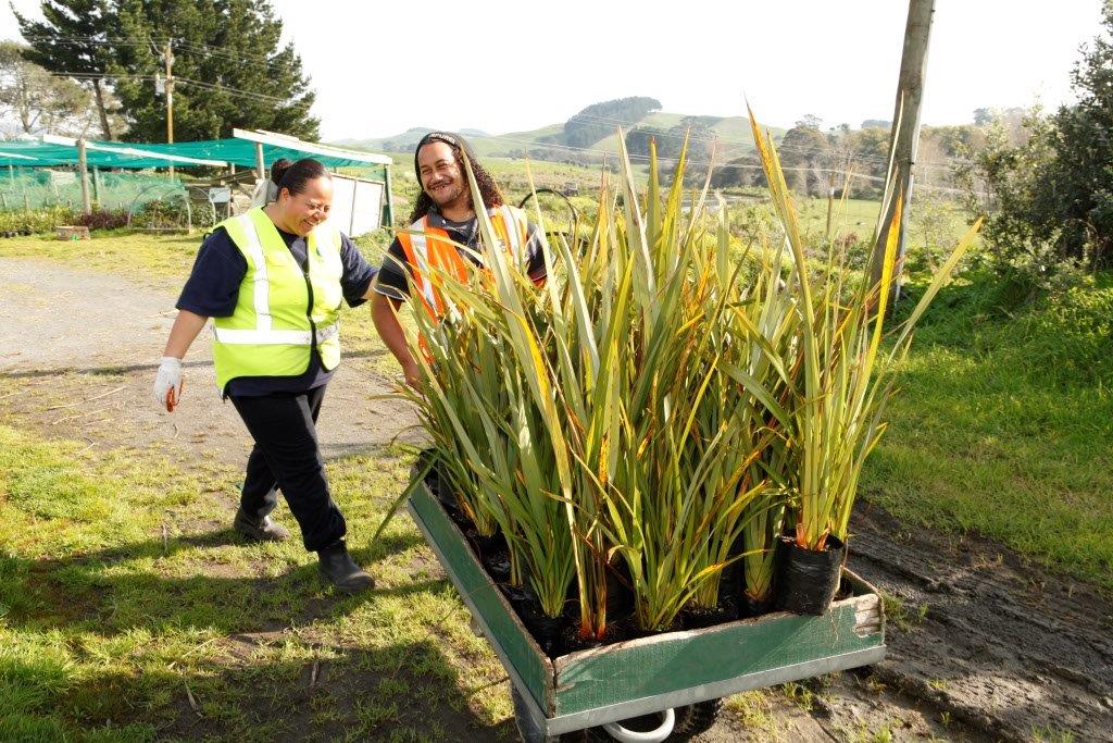 People transporting plants using a wheelbarrow